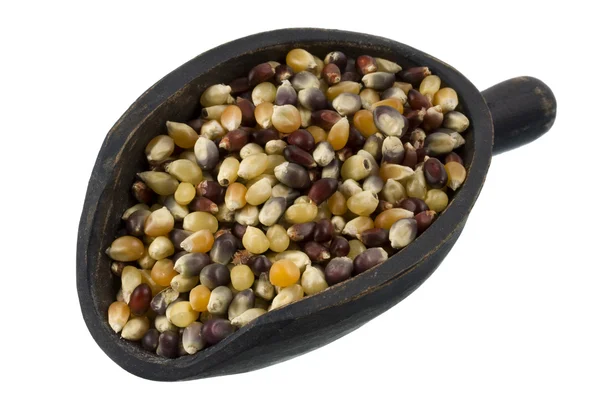 Scoop of multicolor indian corn kernel — Stock Photo, Image