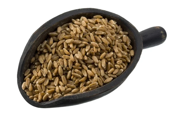 Scoop di bacche di grano farro — Foto Stock