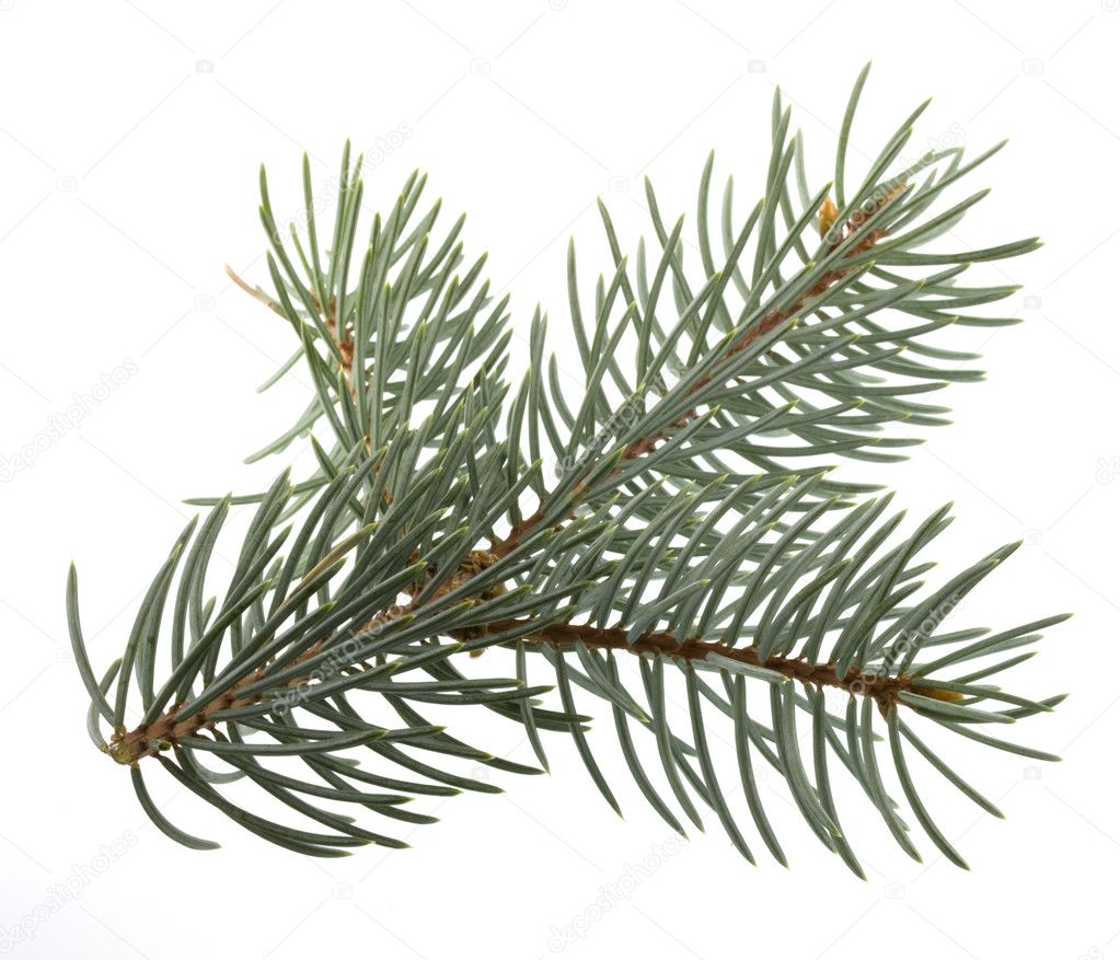 Branch of Colorado silver spruce