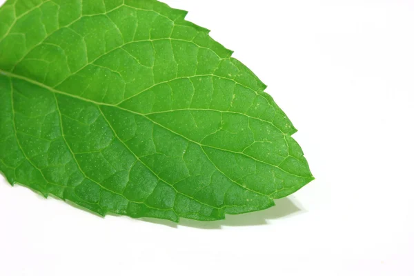 Szczegóły liść mięty — Zdjęcie stockowe