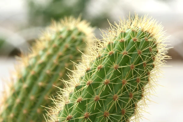 Kaktus Zdjęcie Stockowe