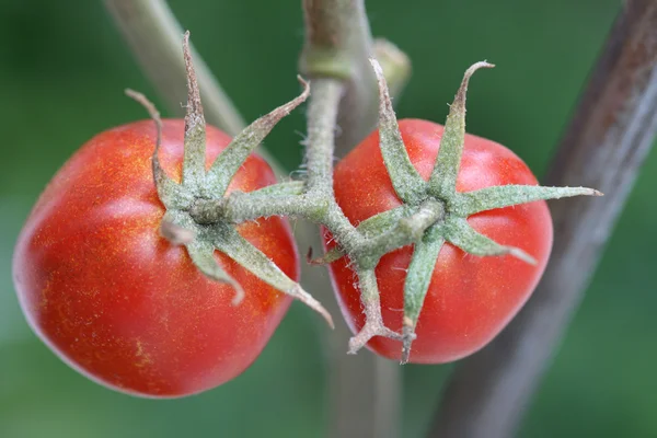 Kleine tomaten Rechtenvrije Stockafbeeldingen
