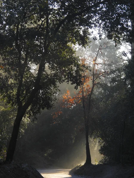 stock image Forest