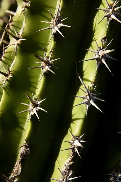 stock image Cactus