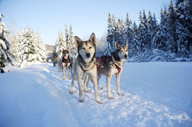 Köpekler