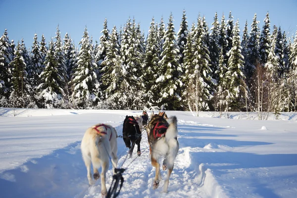 stock image Dogs