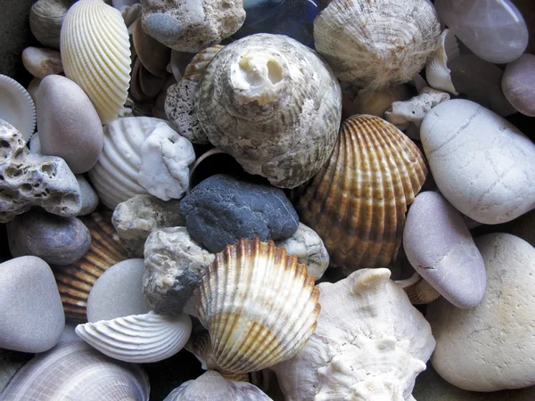 stock image Seashells