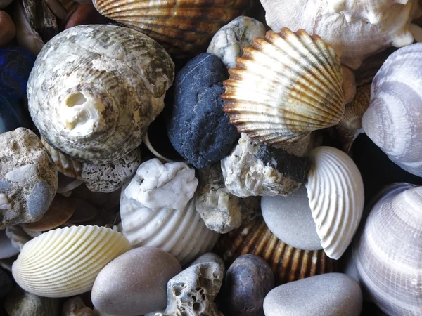 stock image Seashells