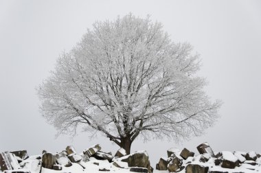 Winter scenario - tree and ruins clipart