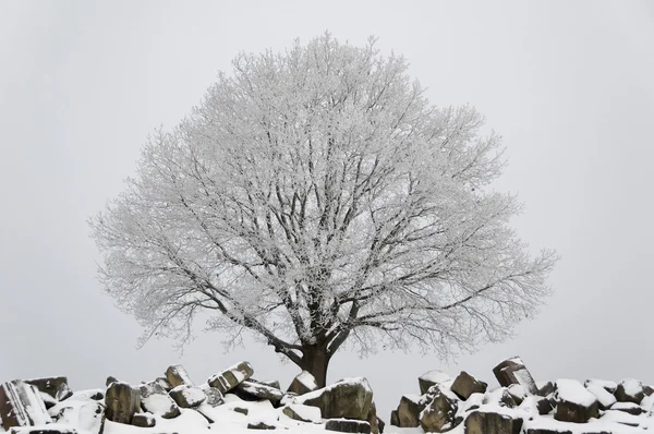 Зимний сценарий - дерево и руины — стоковое фото