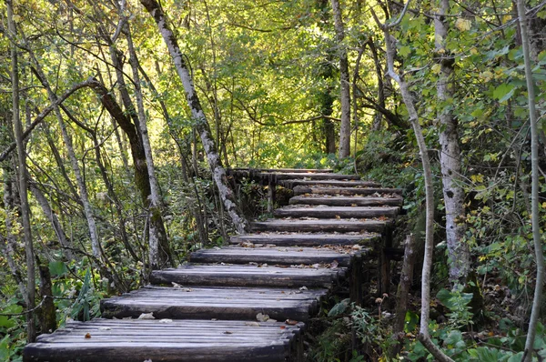 Stock image Boardwalk in forest, autumn