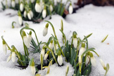 Snowdrops in spring clipart