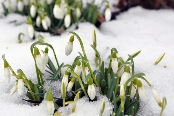 Gotas de nieve en primavera —  Fotos de Stock