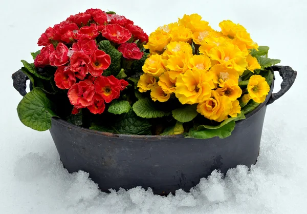 Spring flowers in snow — Stock Photo, Image
