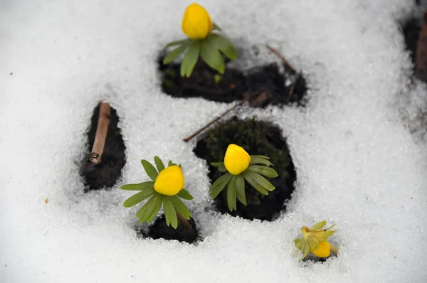 Aconites hivernales au printemps — Photo