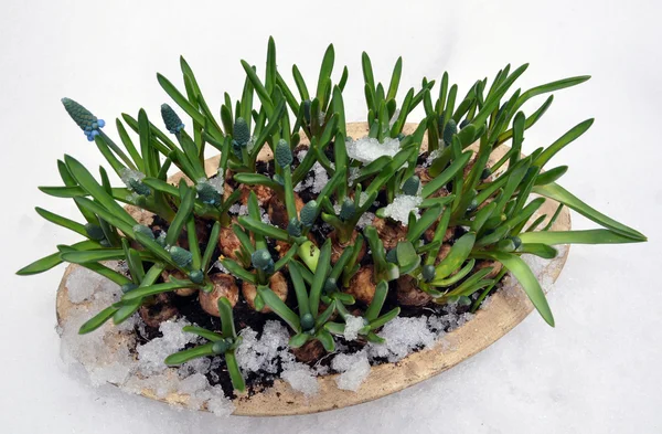 stock image Grape Hyacinth in snow