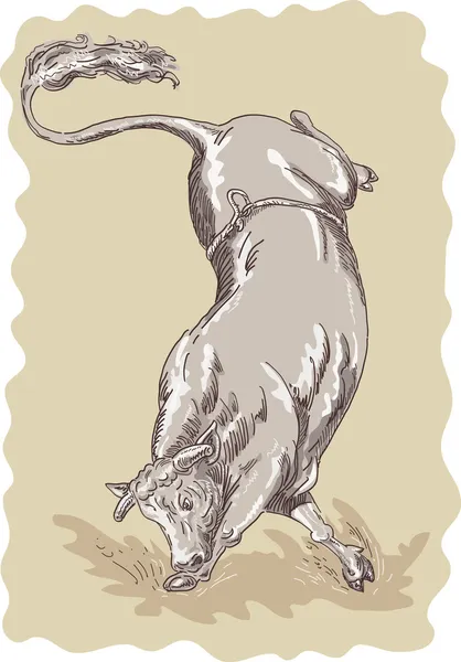 Bucking bull — Stockfoto