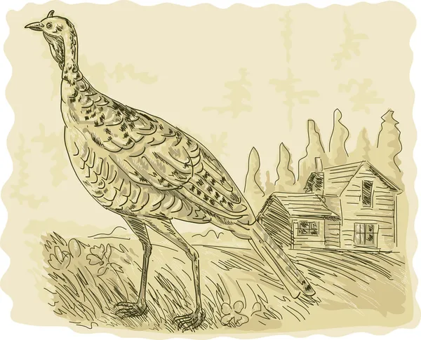 野生火鸡与房子在背景 — 图库照片