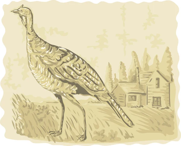 バック グラウンドで家に野生の七面鳥 — ストック写真