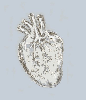 Human heart anatomy clipart