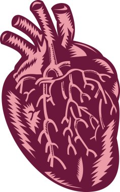 Anatomy of the human heart clipart