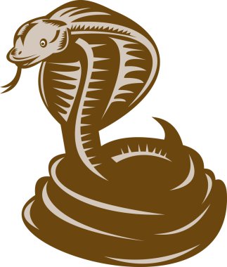 King cobra coiled about to strike clipart