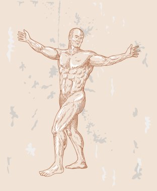 Male human anatomy clipart