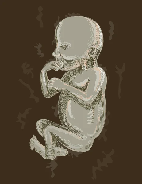 인간 태아 — 스톡 사진