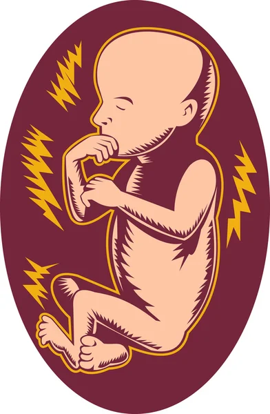 19 hafta yaşlı insan fetusu — Stok fotoğraf