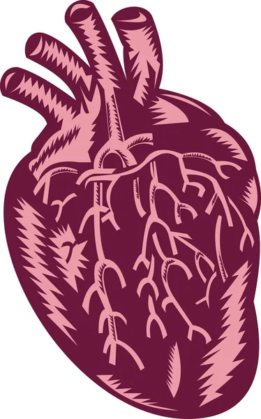 Az emberi szív anatómiája — Stock Fotó