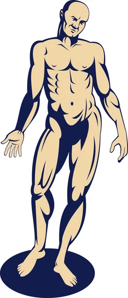 Męska anatomia człowieka na stojąco — Zdjęcie stockowe