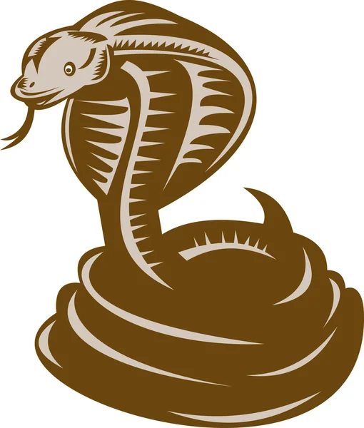 King cobra coiled about to strike — Stock Photo, Image