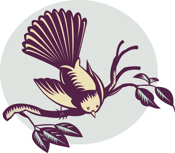 在一个分支上新西兰扇尾鸟 — 图库照片