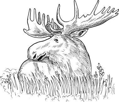 Moose or common European elk drawing clipart