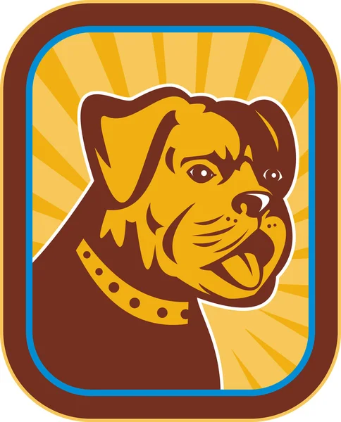 Bulldog and Boston Terrier hybrid — Stock Photo, Image