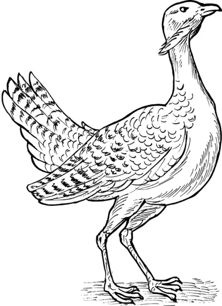 Gran dibujo de pájaro avutarda — Foto de Stock