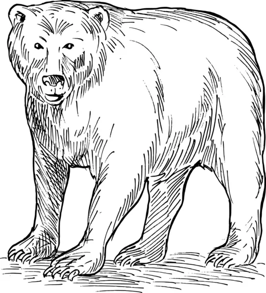 Niedźwiedź brunatny, rysunek — Zdjęcie stockowe