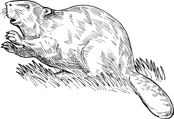 European beaver drawing — Stock Photo, Image