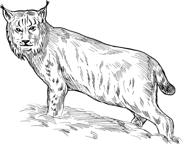 Eurasian lynx drawing — Stock Photo, Image