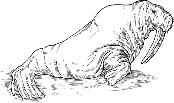 Рисунок моржа — стоковое фото