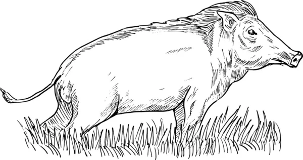 Jabalí silvestre o cerdo — Foto de Stock