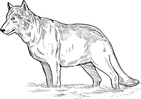 Vlk, kresba — Stock fotografie