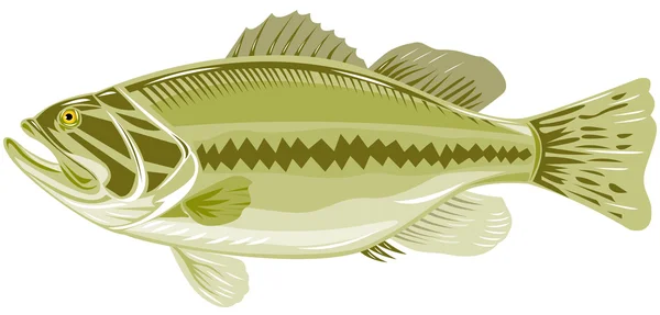 Largemouth Bass — Stockfoto