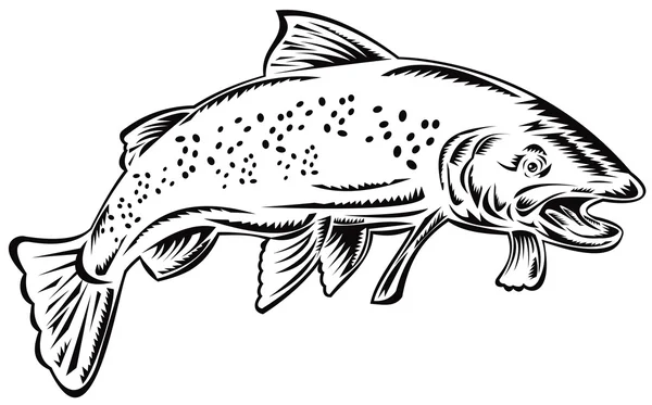 斑点的鳟鱼 — 图库照片