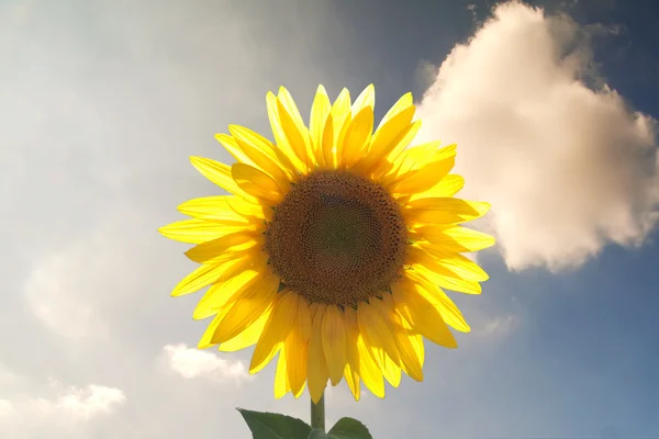 Sunflower over blue cloudy sky — Stock Photo, Image