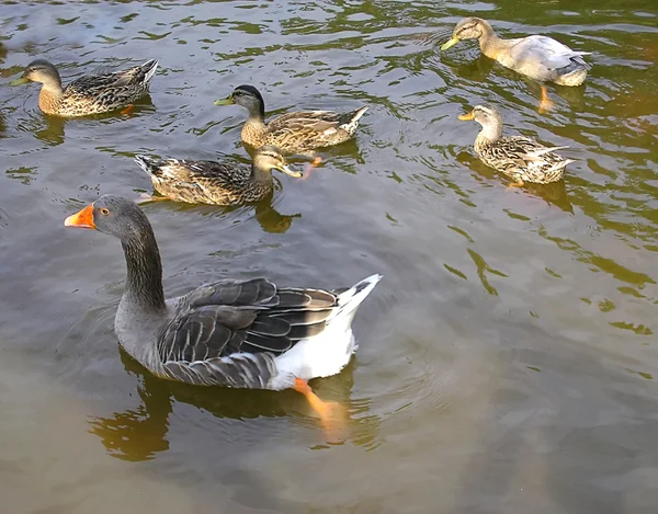 Mother Goose — Stock Photo, Image