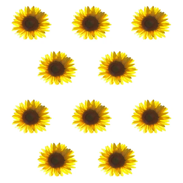 stock image Sunflowers texture