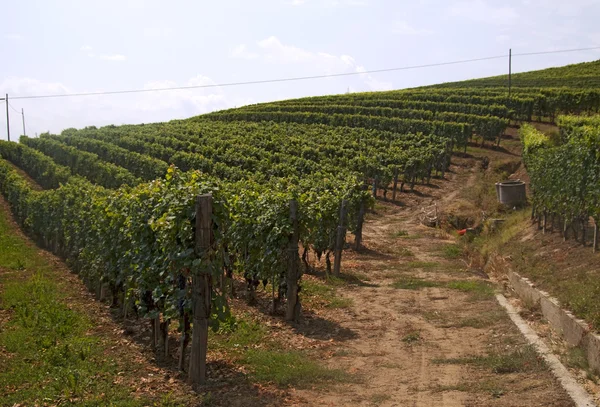 Виноградная лоза — стоковое фото