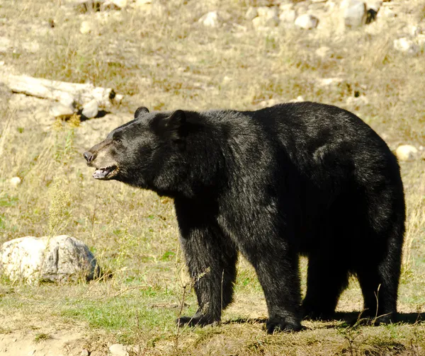 Zwarte beer — Stockfoto
