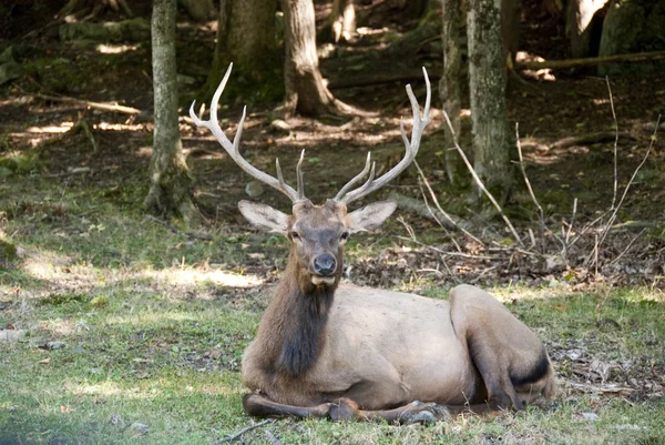 Deer stag laying in the forest — Stock Photo, Image